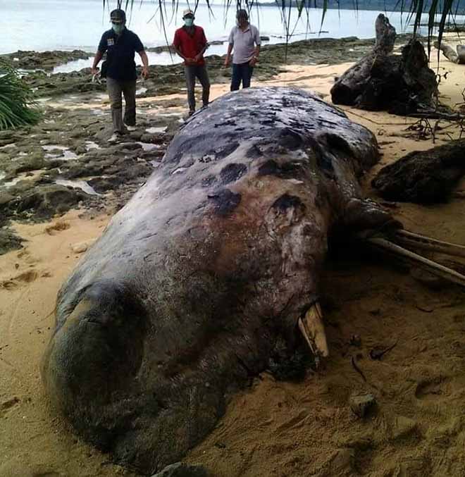 Detail Foto Ikan Duyung Nomer 16