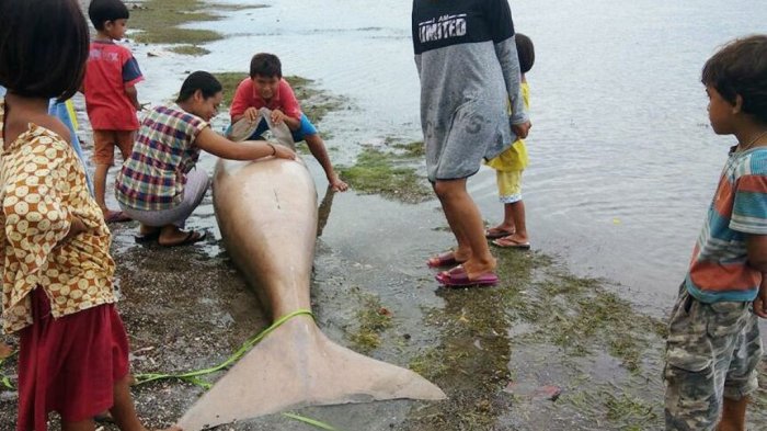 Detail Foto Ikan Duyung Nomer 17