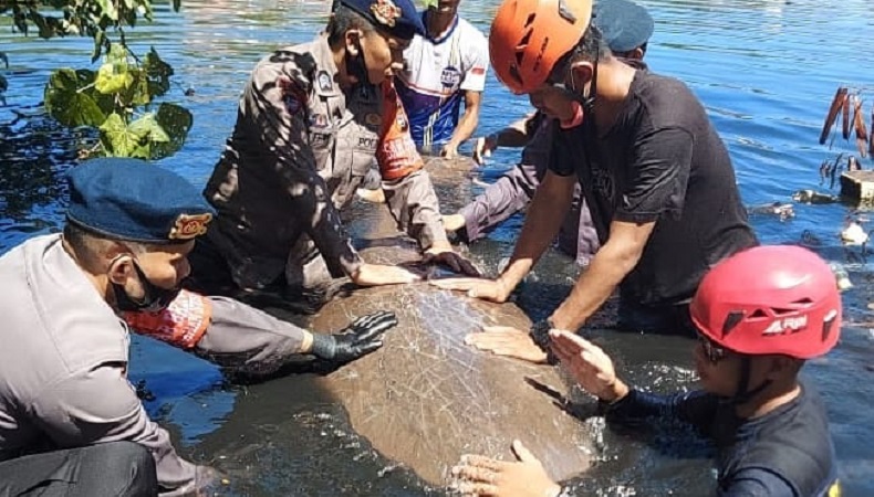 Detail Foto Ikan Duyung Nomer 37