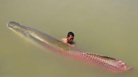 Detail Foto Ikan Duyung Nyata Nomer 20