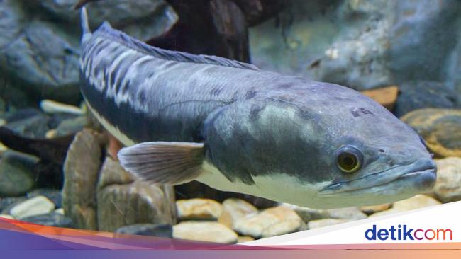 Detail Foto Ikan Gabus Nomer 19