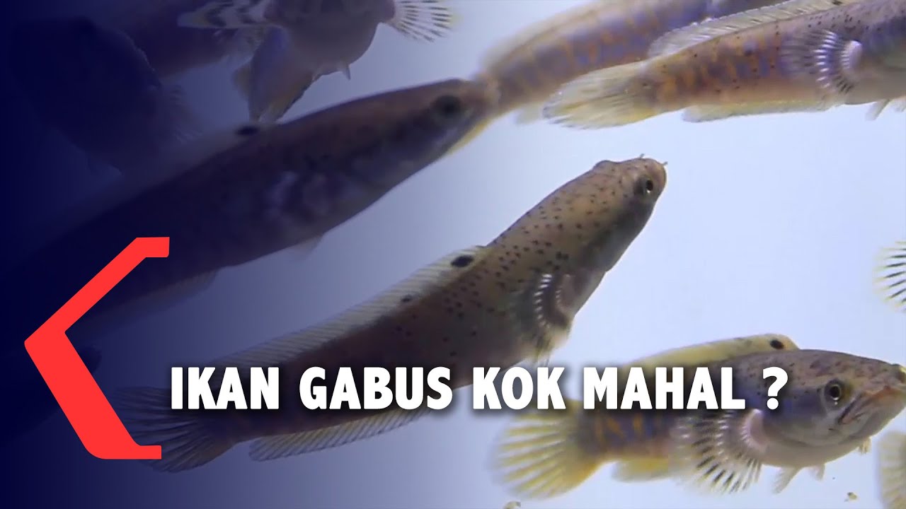 Detail Foto Ikan Gabus Nomer 33