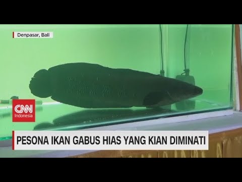 Detail Foto Ikan Gabus Nomer 41