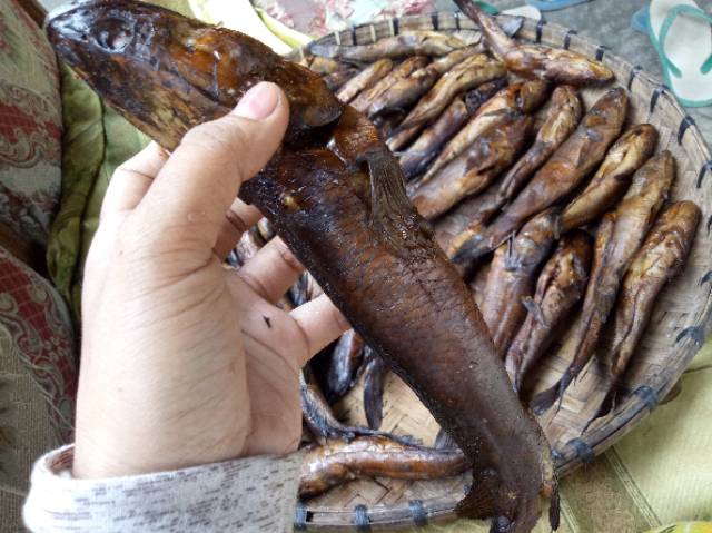 Detail Foto Ikan Gabus Nomer 48