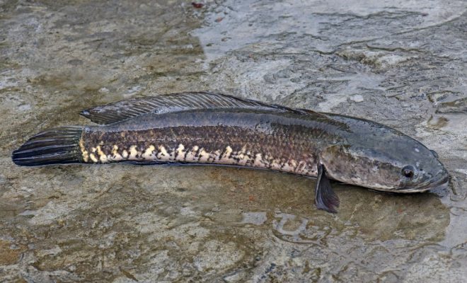 Detail Foto Ikan Gabus Nomer 7