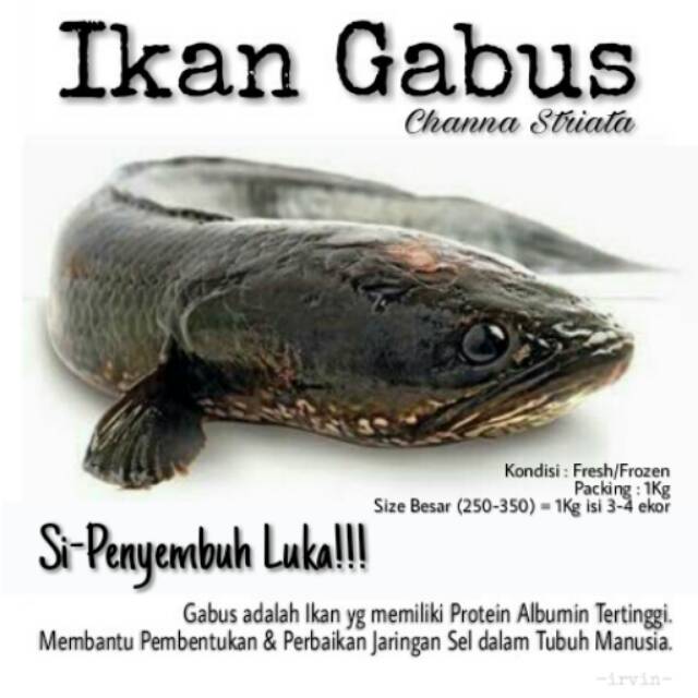 Detail Foto Ikan Gabus Besar Nomer 10