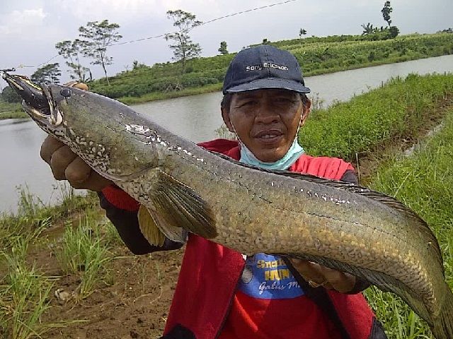 Detail Foto Ikan Gabus Besar Nomer 16