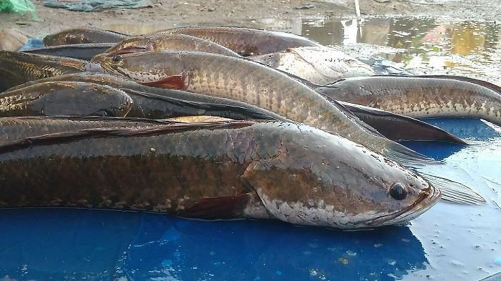 Detail Foto Ikan Gabus Besar Nomer 3