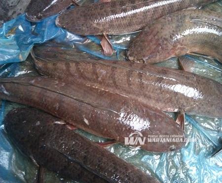 Detail Foto Ikan Gabus Besar Nomer 21