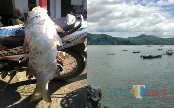 Detail Foto Ikan Hasil Mancing Nomer 38