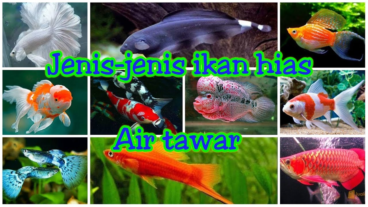 Detail Foto Ikan Hias Air Tawar Nomer 15