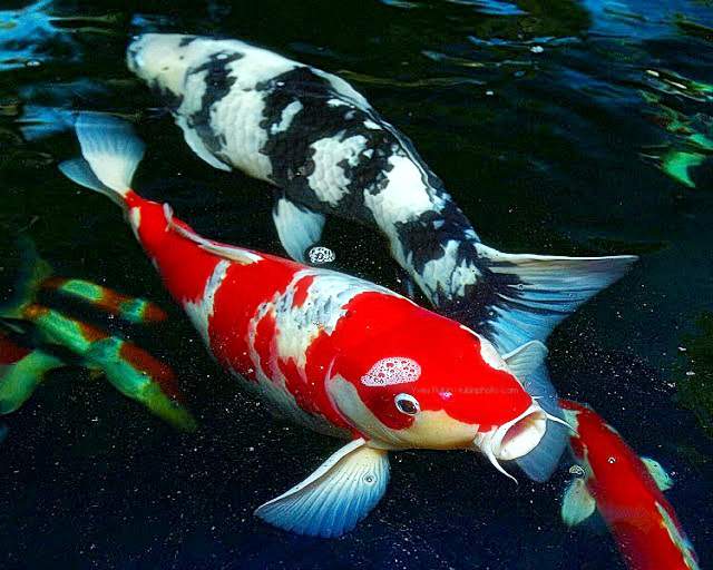 Detail Foto Ikan Koi Cantik Nomer 11