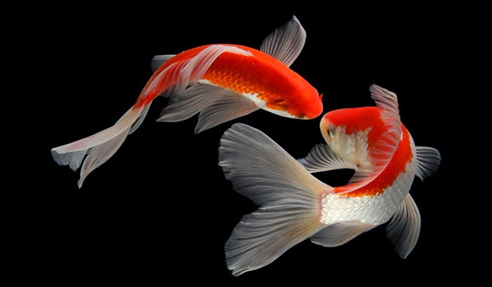 Detail Foto Ikan Koi Cantik Nomer 19