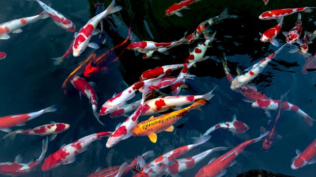 Detail Foto Ikan Koi Cantik Nomer 5