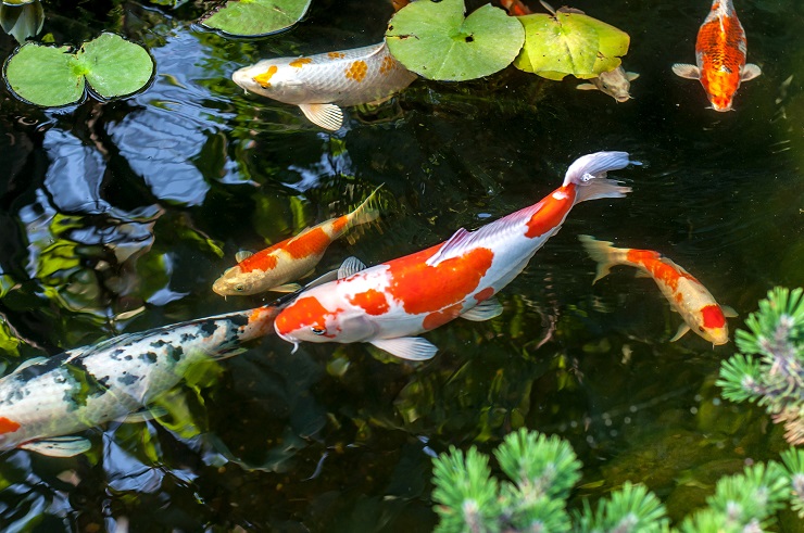 Detail Foto Ikan Koi Cantik Nomer 9