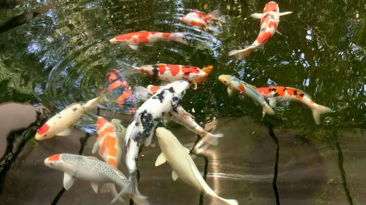 Detail Foto Ikan Koi Cantik Nomer 10