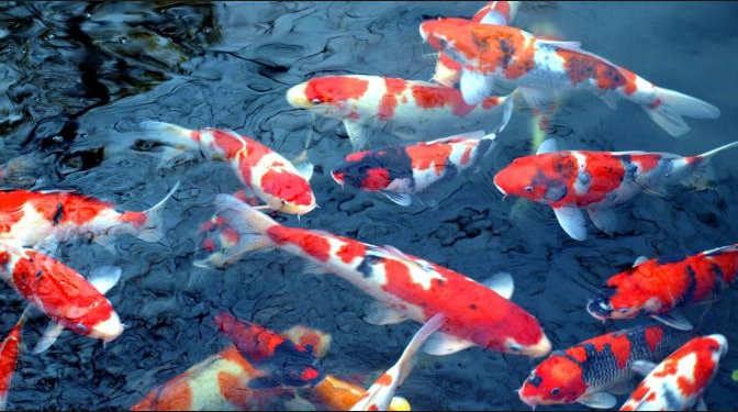 Detail Foto Ikan Koi Paling Cantik Nomer 15