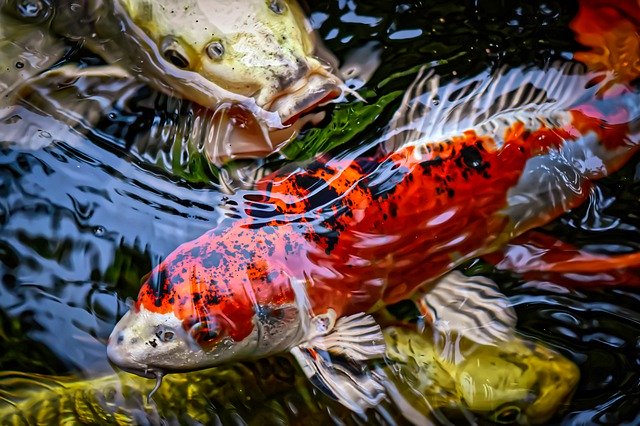 Detail Foto Ikan Koi Paling Cantik Nomer 52