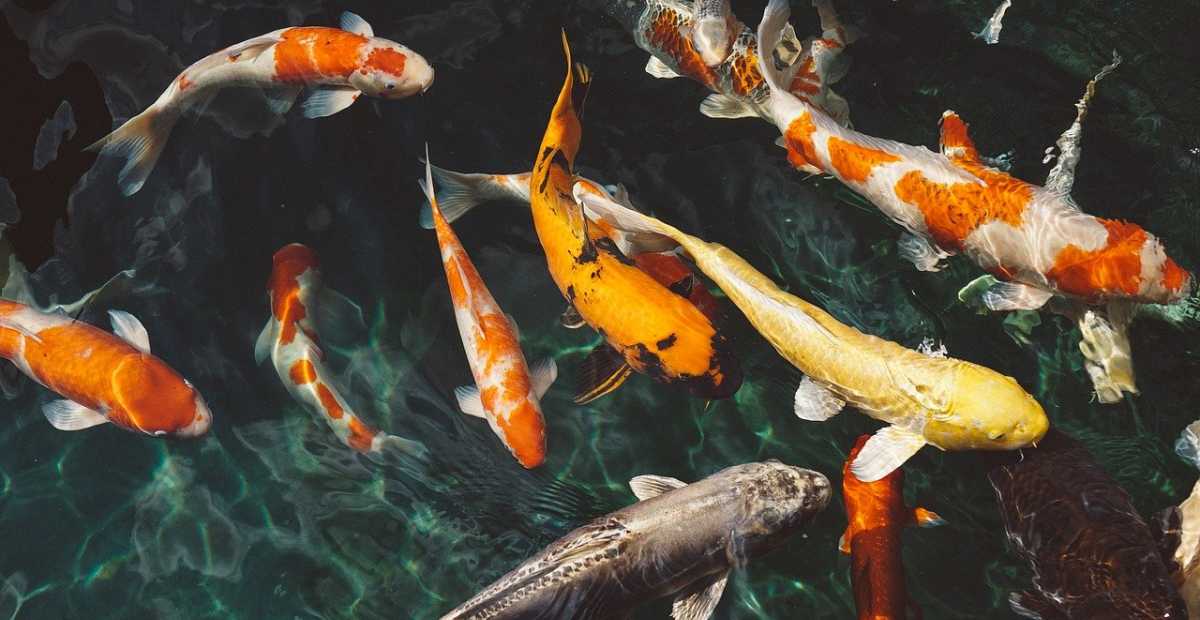 Detail Foto Ikan Koi Terindah Nomer 21