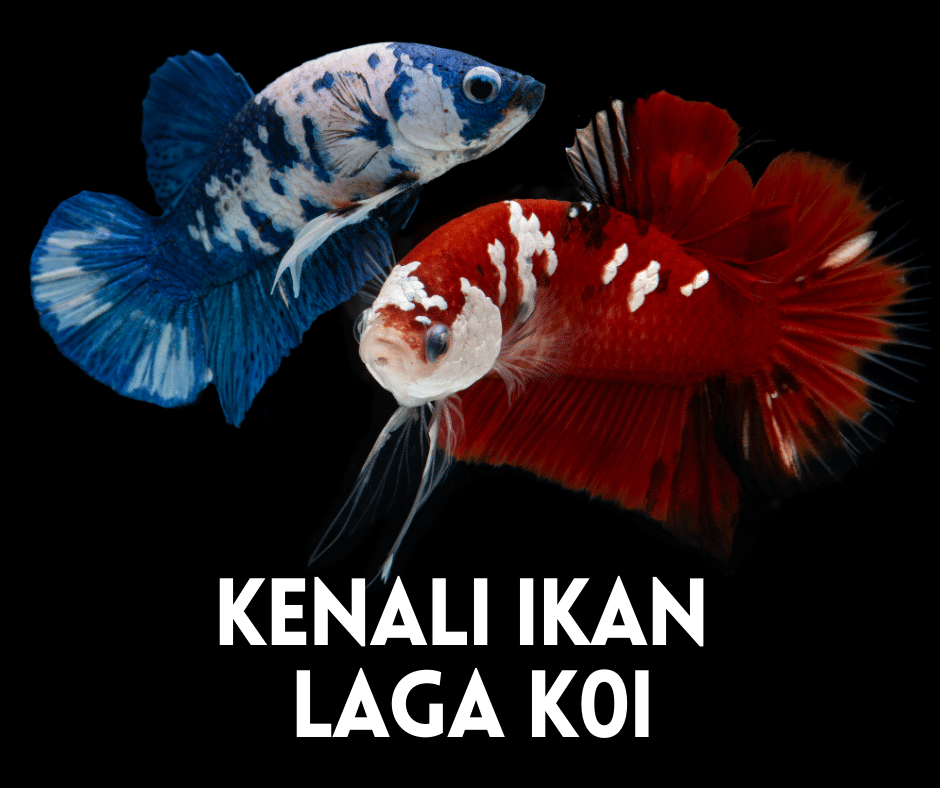 Detail Foto Ikan Laga Nomer 40