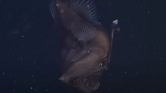 Detail Foto Ikan Laut Dalam Nomer 11