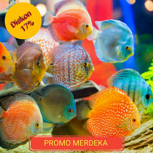 Detail Foto Ikan Lucu Nomer 40