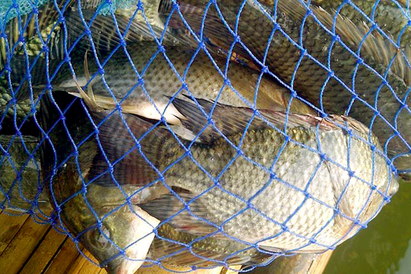 Detail Foto Ikan Mujair Nomer 20