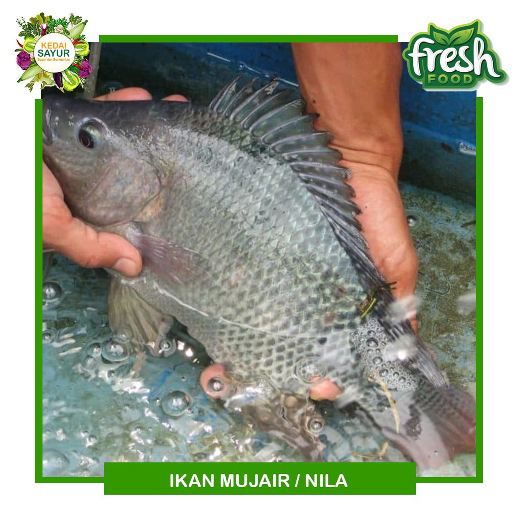 Detail Foto Ikan Mujair Nomer 39