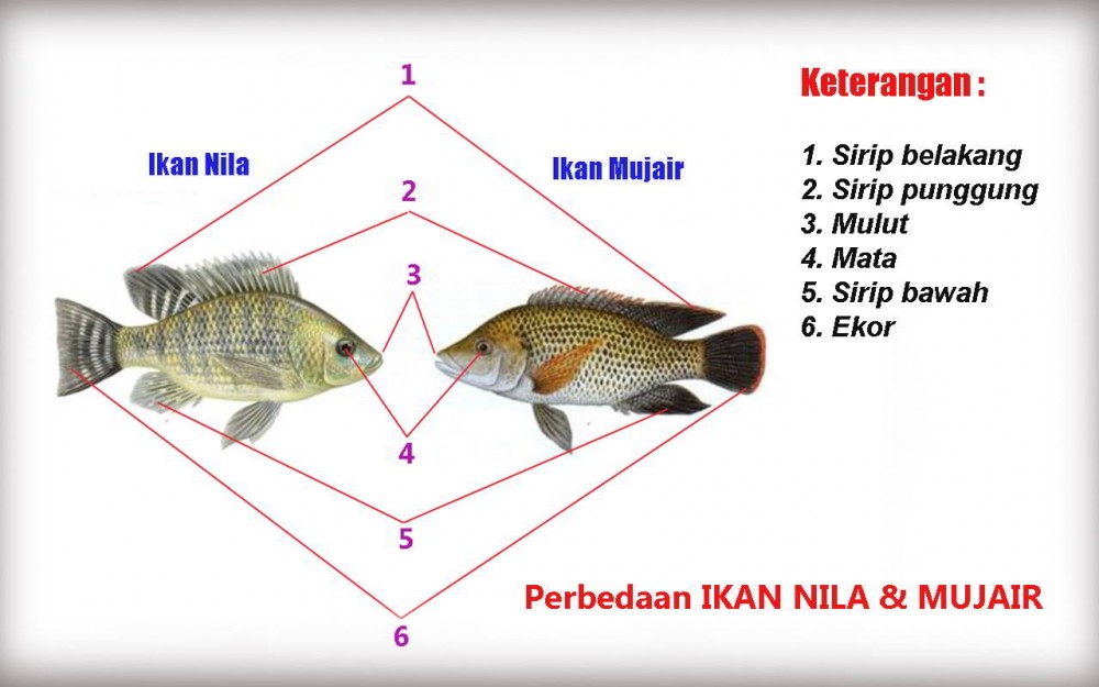 Detail Foto Ikan Mujair Nomer 47