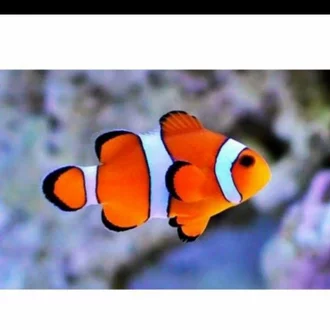Detail Foto Ikan Nemo Nomer 20