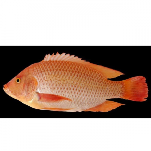 Foto Ikan Nila Merah - KibrisPDR