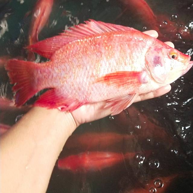 Detail Foto Ikan Nila Merah Nomer 11