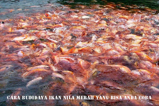 Detail Foto Ikan Nila Merah Nomer 12