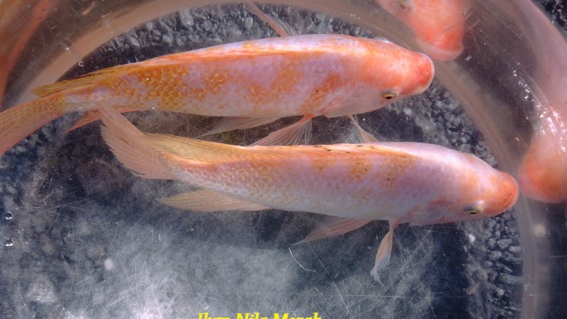 Detail Foto Ikan Nila Merah Nomer 19