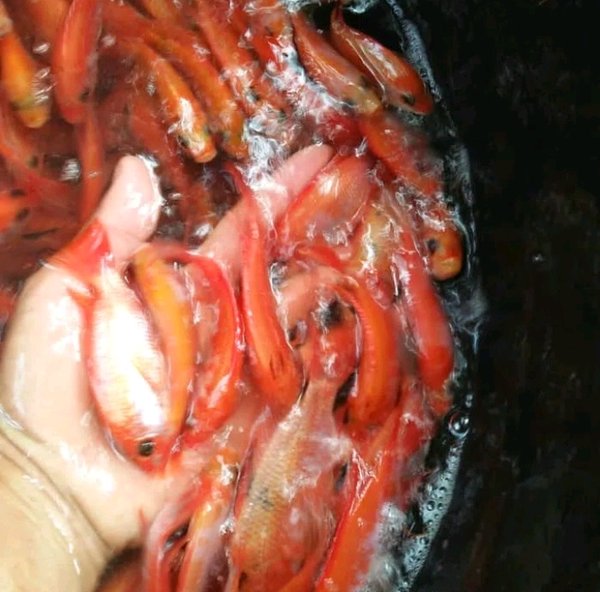 Detail Foto Ikan Nila Merah Nomer 46