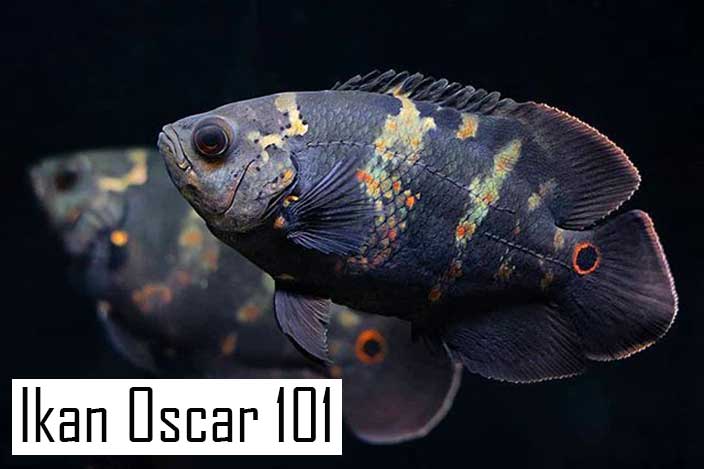 Detail Foto Ikan Oscar Nomer 6