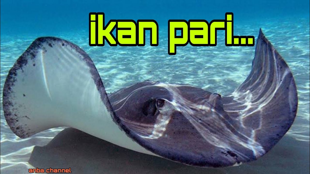 Detail Foto Ikan Pari Nomer 24