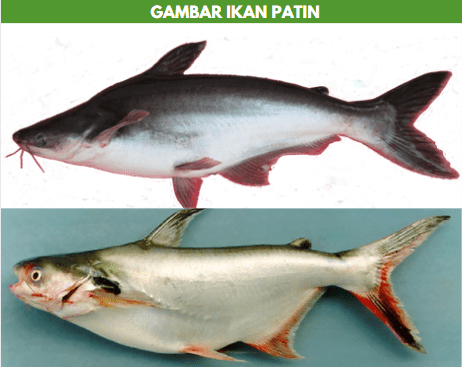 Detail Foto Ikan Patin Nomer 10