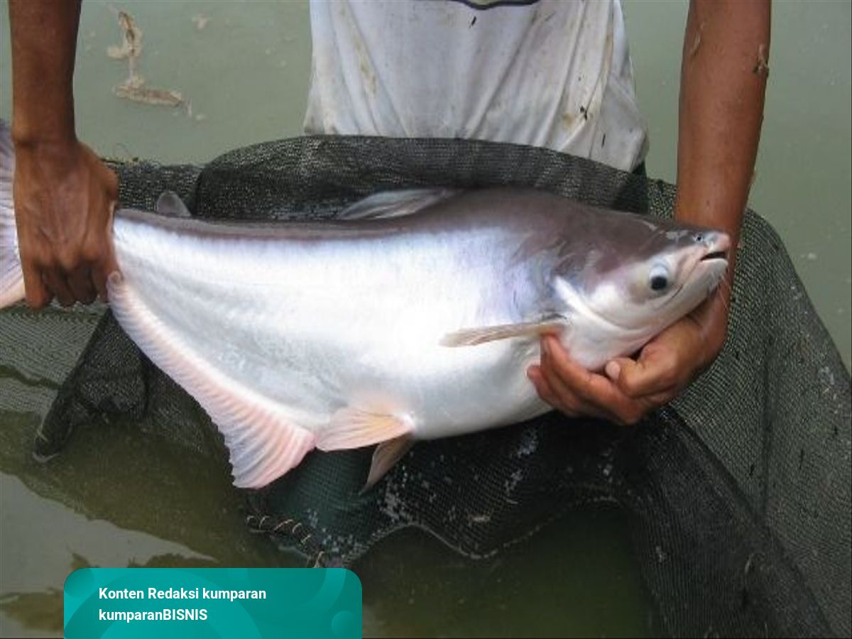 Detail Foto Ikan Patin Nomer 46