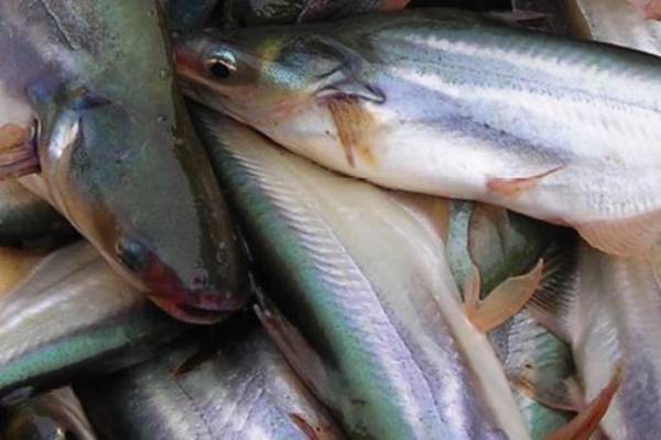 Download Foto Ikan Patin Nomer 49