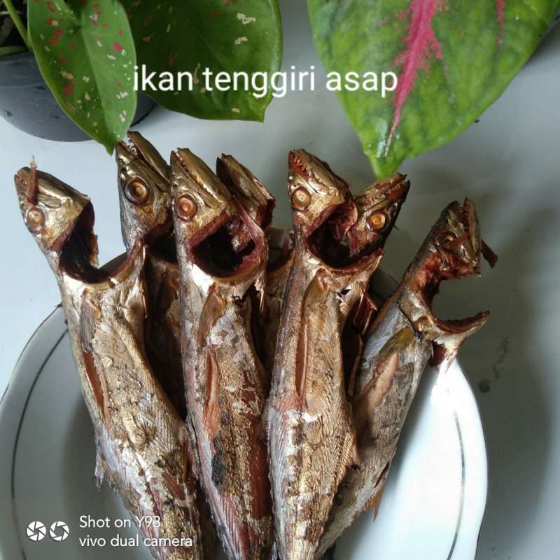 Detail Foto Ikan Tenggiri Nomer 43