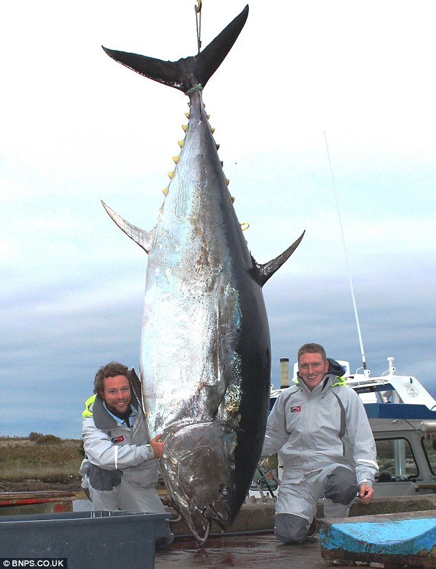 Foto Ikan Tuna Terbesar - KibrisPDR