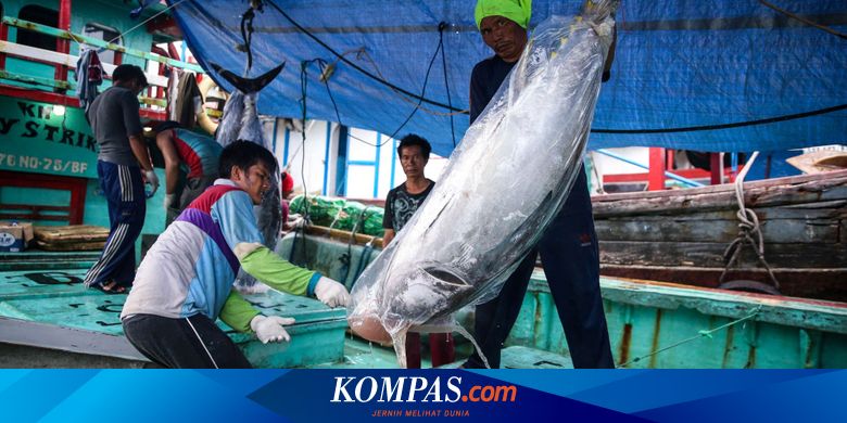 Detail Foto Ikan Tuna Terbesar Nomer 13