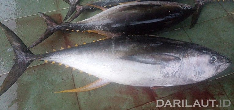 Detail Foto Ikan Tuna Terbesar Nomer 25