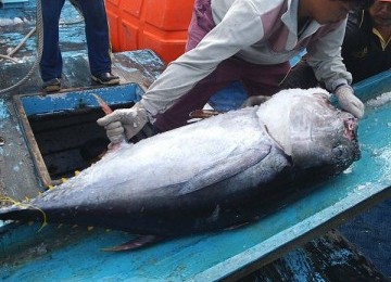 Detail Foto Ikan Tuna Terbesar Nomer 27