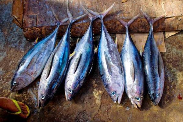 Detail Foto Ikan Tuna Terbesar Nomer 31