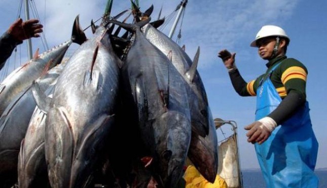 Detail Foto Ikan Tuna Terbesar Nomer 37