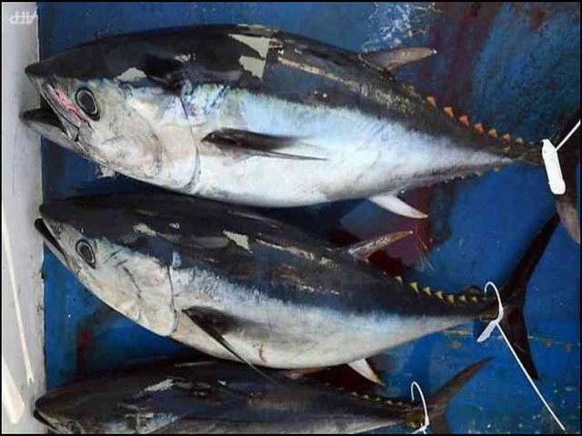 Detail Foto Ikan Tuna Terbesar Nomer 48