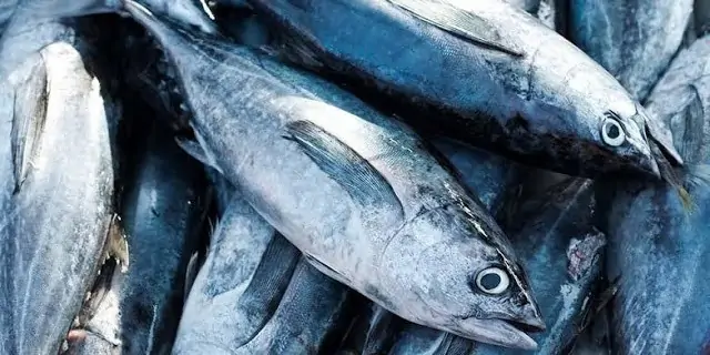 Detail Foto Ikan Tuna Terbesar Nomer 51