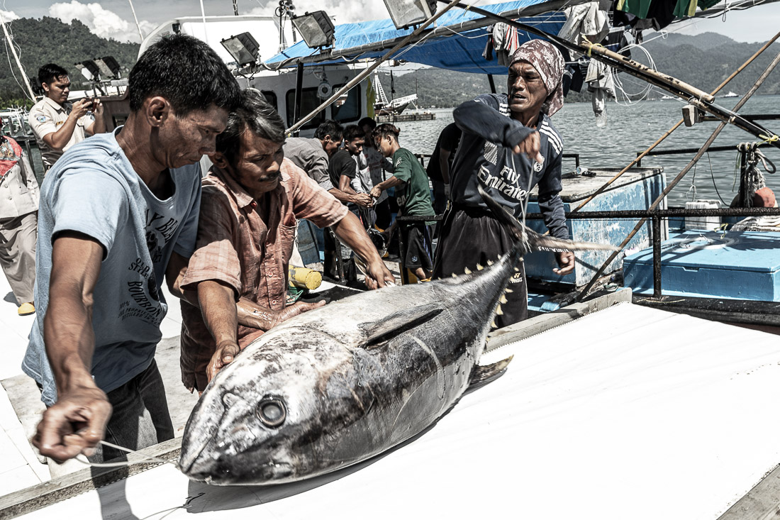 Detail Foto Ikan Tuna Terbesar Nomer 52